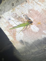Anaulacomerina