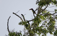 Pteroglossus viridis