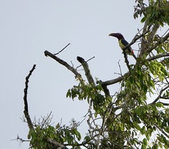Pteroglossus viridis