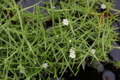 Stellaria angustifolia