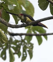 Pteroglossus viridis
