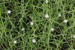 Stellaria angustifolia