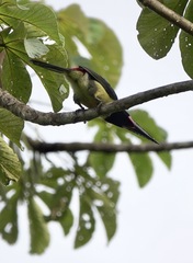 Pteroglossus viridis