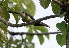 Pteroglossus viridis