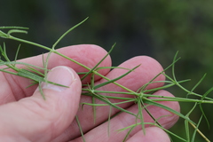 Stellaria angustifolia