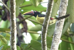 Pteroglossus viridis