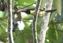 Pteroglossus viridis