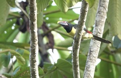 Pteroglossus viridis