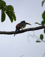 Pteroglossus aracari