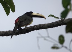 Pteroglossus aracari