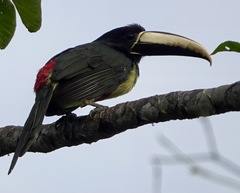 Pteroglossus aracari