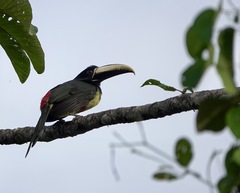 Pteroglossus aracari