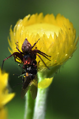 Helichrysum foetidum