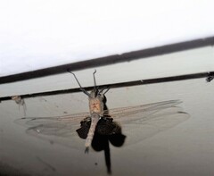 Tramea loewii