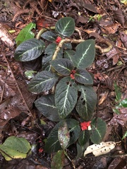 Corytoplectus speciosus