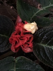 Corytoplectus speciosus