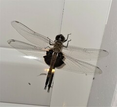 Tramea loewii