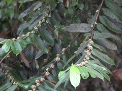 Casearia sylvestris