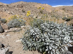 Encelia farinosa