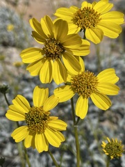Encelia farinosa