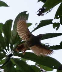 Dendrexetastes rufigula