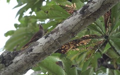 Dendrexetastes rufigula