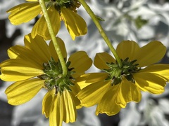 Encelia farinosa