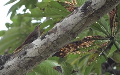 Dendrexetastes rufigula