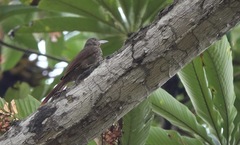 Dendrexetastes rufigula