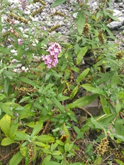 Buddleja davidii