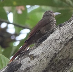 Dendrexetastes rufigula