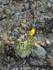 Chrysocephalum apiculatum