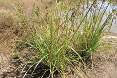 Cyperus javanicus