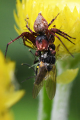 Helichrysum foetidum