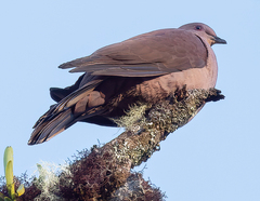 Patagioenas subvinacea