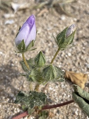 Eremalche rotundifolia