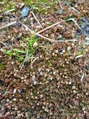 Crassula ruamahanga