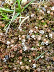 Crassula ruamahanga