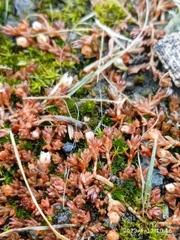 Crassula ruamahanga
