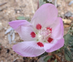Eremalche rotundifolia
