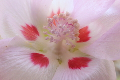 Eremalche rotundifolia