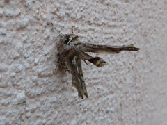 Apochima flabellaria