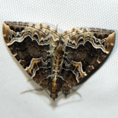 Eulithis prunata