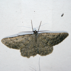 Gnophos obfuscata