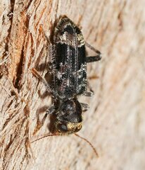 Stigmatium quadricostatum