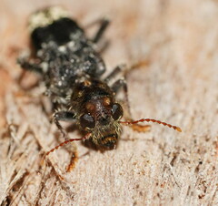 Stigmatium quadricostatum