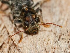 Stigmatium quadricostatum