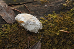 Postia tephroleuca