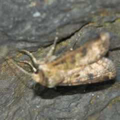 Agrotis clavis