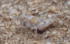 Trimerotropis californica